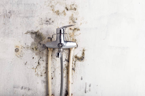 Best Mold Testing and Removal  in Sheridan, AR