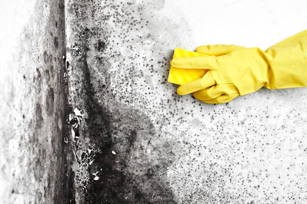 Best Certified Mold Removal  in Sheridan, AR