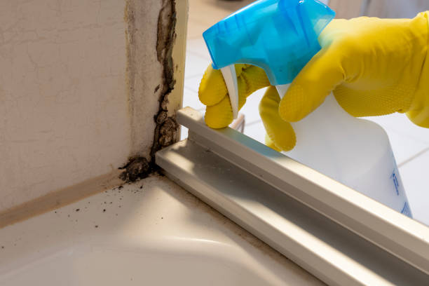 Certified Mold Removal in Sheridan, AR