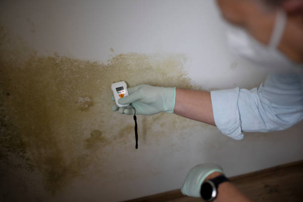 Best Mold Cleaning Services  in Sheridan, AR