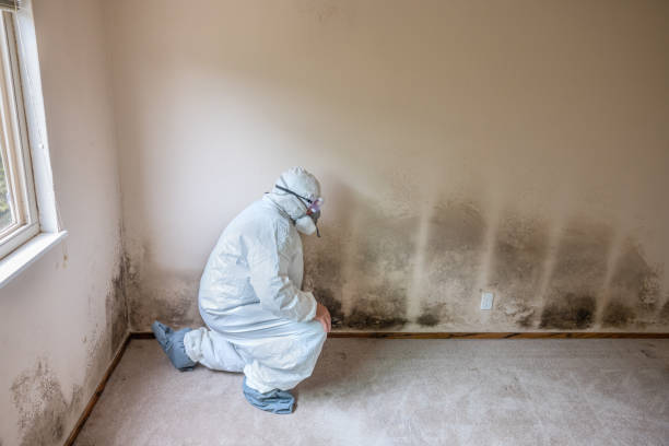 Best Certified Mold Removal  in Sheridan, AR