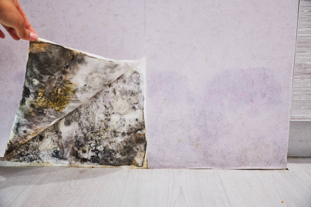 Best Affordable Mold Removal  in Sheridan, AR
